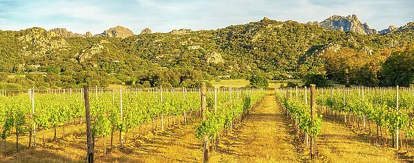 View of vineyard and mountainous background near Arzachena, Sardinia, Italy, Mediterranean, Europe