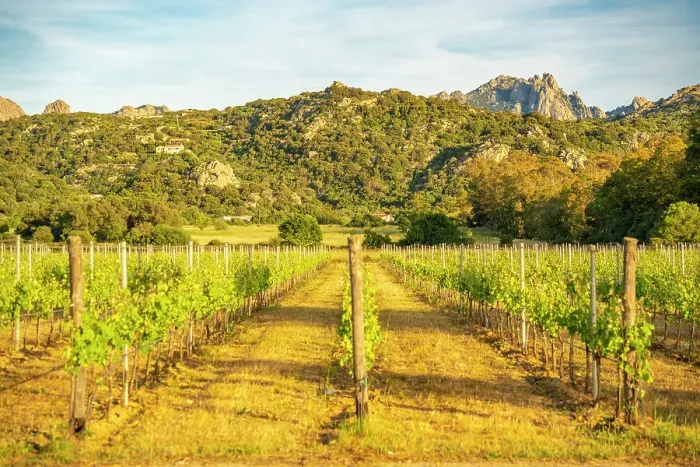 Framed Print : View of vineyard and mountainous background near Arzachena, Sardinia, Italy, Mediterranean, Europe Framed Print : View of vineyard and mountainous background near Arzachena, Sardinia, Italy, Mediterranean, Europe