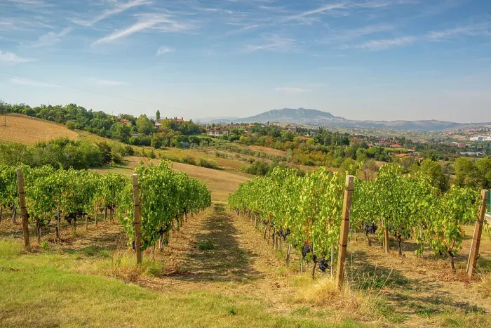 Framed Print : View of vineyard near Torraccia and San Marino in background, San Marino, Italy, Europe Framed Print : View of vineyard near Torraccia and San Marino in background, San Marino, Italy, Europe