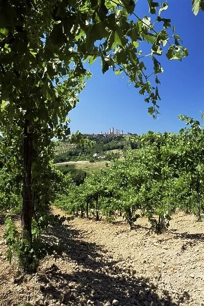 View from vineyard of the town of San Gimignano