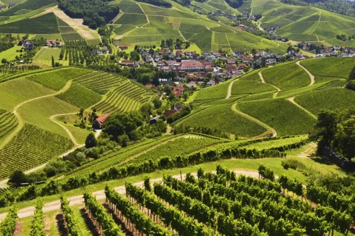 Framed Print : View of vineyards and Durbach village, Ortenau, Baden-Wurttemberg, Germany, Europe Framed Print : View of vineyards and Durbach village, Ortenau, Baden-Wurttemberg, Germany, Europe