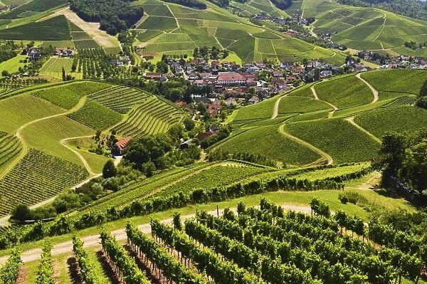 View of vineyards and Durbach village, Ortenau, Baden-Wurttemberg, Germany, Europe
