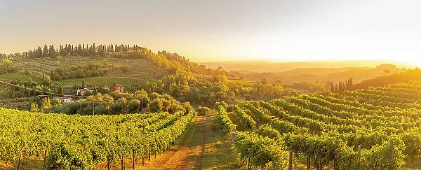 View of vineyards and landscape at sunrise near San Gimignano, San Gimignano, Province of Siena, Tuscany, Italy, Europe