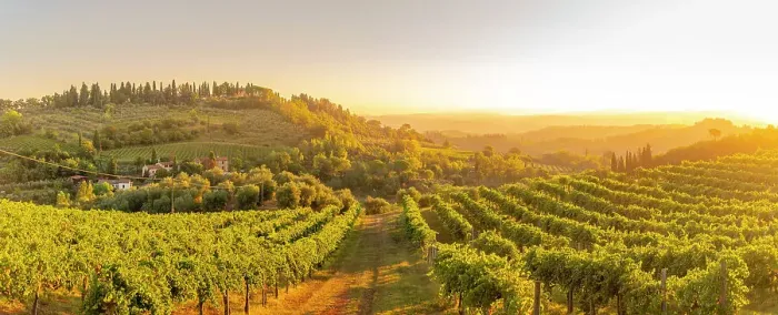Framed Print : View of vineyards and landscape at sunrise near San Gimignano, San Gimignano, Province of Siena, Tuscany, Italy, Europe Framed Print : View of vineyards and landscape at sunrise near San Gimignano, San Gimignano, Province of Siena, Tuscany, Italy, Europe