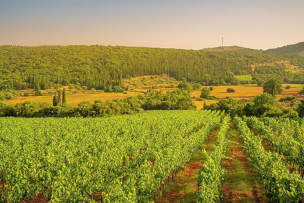 View of vineyards near Poulata, Kefalonia, Ionian Islands, Greek Islands, Greece, Europe