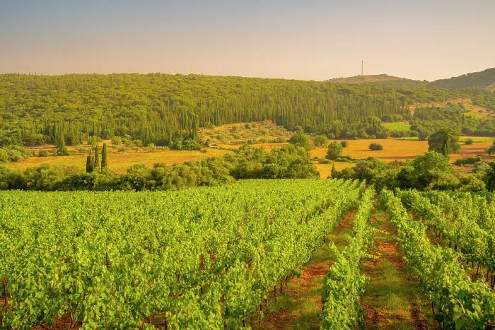 Framed Print : View of vineyards near Poulata, Kefalonia, Ionian Islands, Greek Islands, Greece, Europe Framed Print : View of vineyards near Poulata, Kefalonia, Ionian Islands, Greek Islands, Greece, Europe