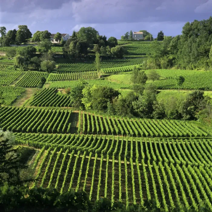 Framed Print : View over vineyards, Saint Emilion, Nouvelle Aquitaine, France, Europe Framed Print : View over vineyards, Saint Emilion, Nouvelle Aquitaine, France, Europe