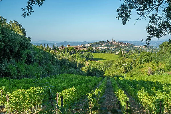 View of vineyards and San Gimignano in background, San Gimignano, Province of Siena, Tuscany, Italy, Europe