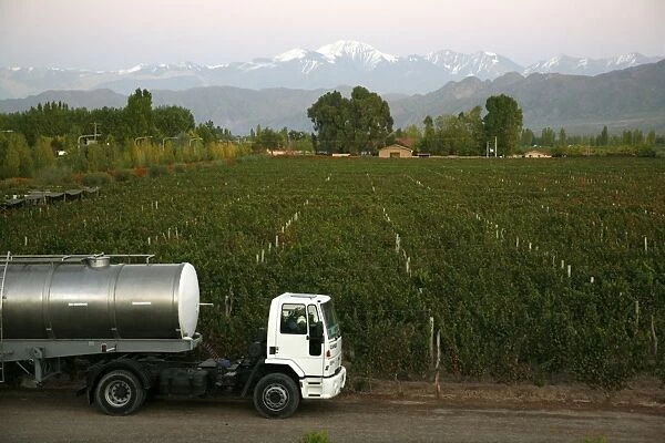View over the Vineyards of Vistalba winery and the highest peak of the Andes mountains