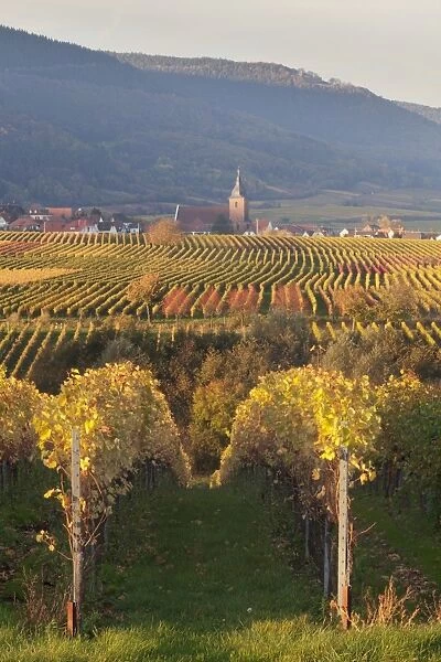 View over vineyards to the wine village of Burrweiler in autumn, German Wine Route, Pfalz, Rhineland-Palatinate, Germany, Europe
