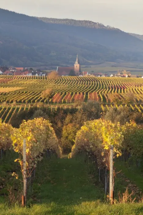 Framed Print : View over vineyards to the wine village of Burrweiler in autumn, German Wine Route, Pfalz, Rhineland-Palatinate, Germany, Europe Framed Print : View over vineyards to the wine village of Burrweiler in autumn, German Wine Route, Pfalz, Rhineland-Palatinate, Germany, Europe