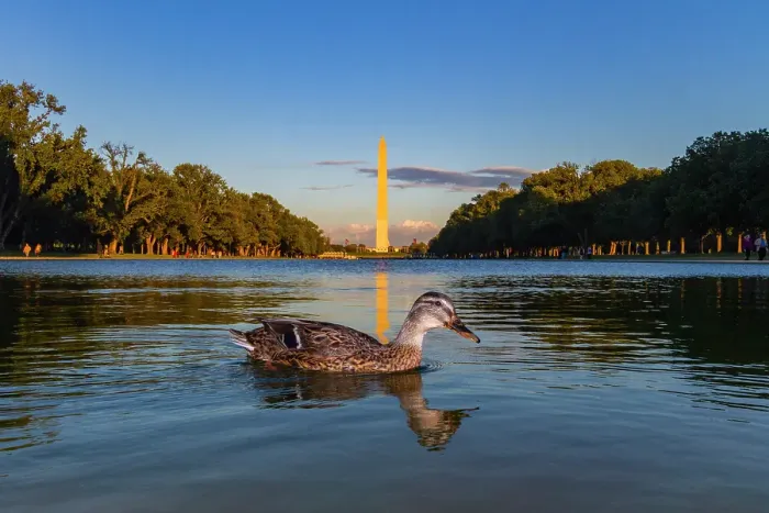 Framed Print : View of the Washington Monument in Washington, D.C. United States of America Framed Print : View of the Washington Monument in Washington, D.C. United States of America