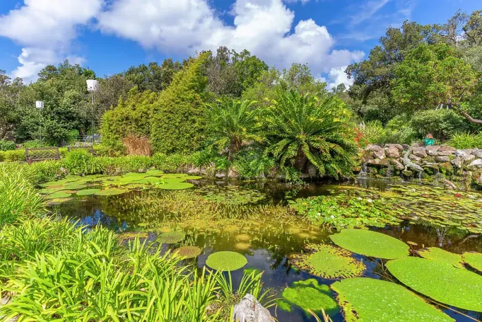 Framed Print : View of water lily pads in pond and tropical flora in Giardini la Mortella Botanical Gardens, Forio, Island of Ischia, Campania, Italy, Europe Framed Print : View of water lily pads in pond and tropical flora in Giardini la Mortella Botanical Gardens, Forio, Island of Ischia, Campania, Italy, Europe