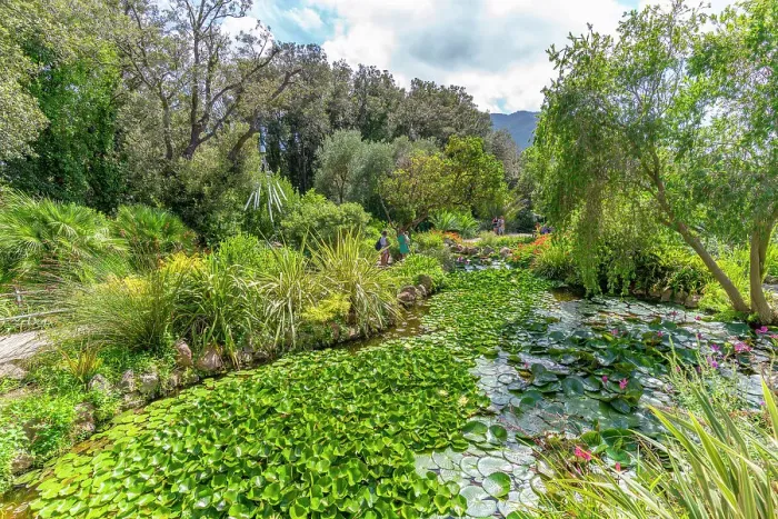 Framed Print : View of water lily pads in pond and tropical flora in Giardini la Mortella Botanical Gardens, Forio, Island of Ischia, Campania, Italy, Europe Framed Print : View of water lily pads in pond and tropical flora in Giardini la Mortella Botanical Gardens, Forio, Island of Ischia, Campania, Italy, Europe