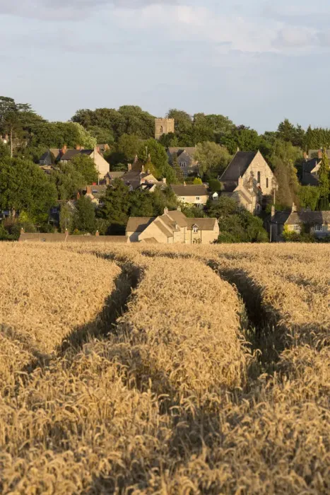 Framed Print : View over wheat field to village, Stonesfield, Cotswolds, Oxfordshire, England, United Framed Print : View over wheat field to village, Stonesfield, Cotswolds, Oxfordshire, England, United