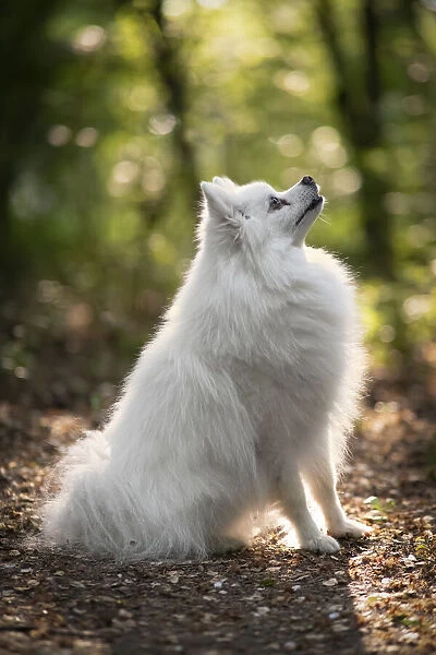 Side view of white spitz dog looking upward at sunset, Italy, Europe
