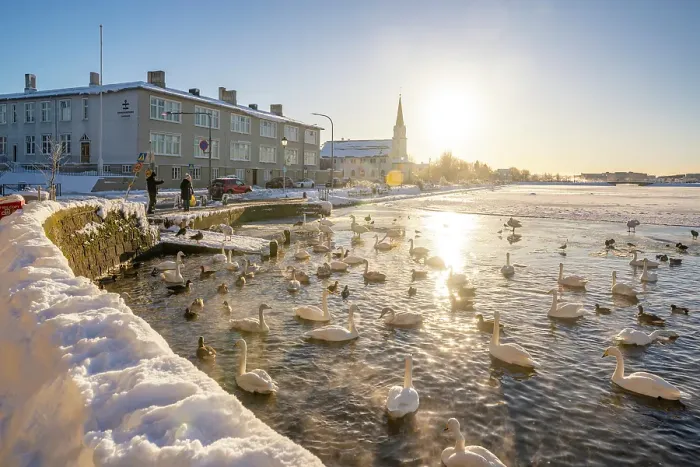 Framed Print : View of wildlife on Tjornin lake and Lutheran Free Church on a sunny day in winter, Reykjavik, Iceland Framed Print : View of wildlife on Tjornin lake and Lutheran Free Church on a sunny day in winter, Reykjavik, Iceland