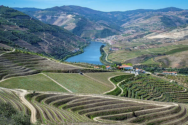View over the Wine Region of the Douro River, UNESCO World Heritage Site, Portugal, Europe
