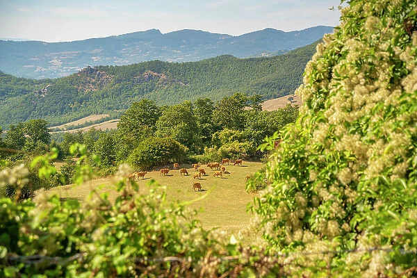 View of woodland and countryside near Pennabilli, Province of San Rimini, Emilia-Romagna, Italy, Europe