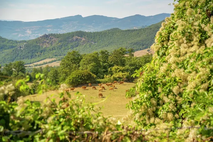 Framed Print : View of woodland and countryside near Pennabilli, Province of San Rimini, Emilia-Romagna, Italy, Europe Framed Print : View of woodland and countryside near Pennabilli, Province of San Rimini, Emilia-Romagna, Italy, Europe