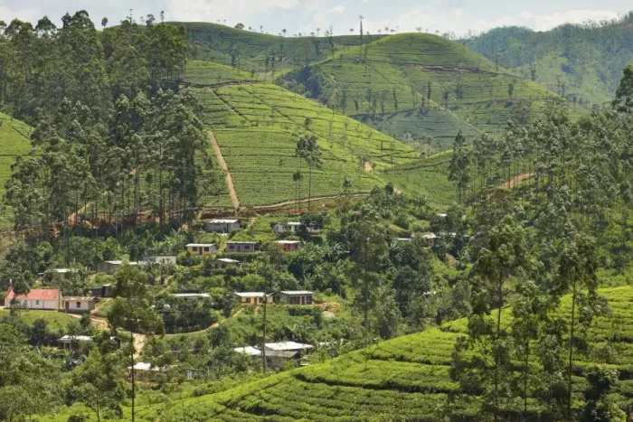 Framed Print : Village amidst tea plantations in the hill country between Hatton and Nuwara Eliya Framed Print : Village amidst tea plantations in the hill country between Hatton and Nuwara Eliya