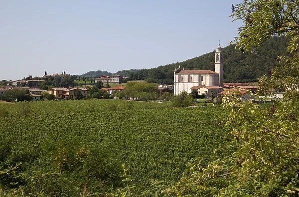 Village church and vineyard near Parma, Emilia Romagna, Italy, Europe