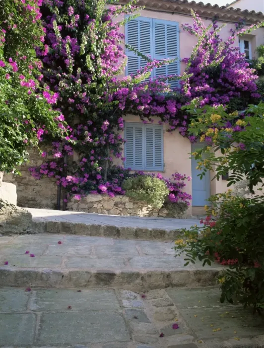 Framed Print : Village house covered with bougainvillea, Grimaud, Var, Cote d Azur Framed Print : Village house covered with bougainvillea, Grimaud, Var, Cote d Azur