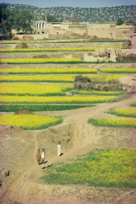 Framed Print : Village near Rawalpindi Framed Print : Village near Rawalpindi