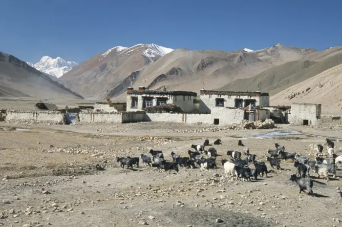 Framed Print : Village in Ra valley above Tingri, Cho Oyu and Himalayas in distance, Tibetan Plateau Framed Print : Village in Ra valley above Tingri, Cho Oyu and Himalayas in distance, Tibetan Plateau