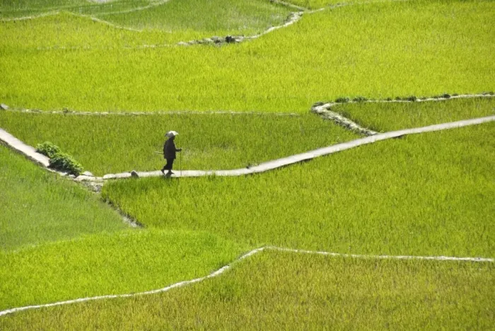 Framed Print : Villager walking across rice terraces typical of Ifugao culture, Aguid