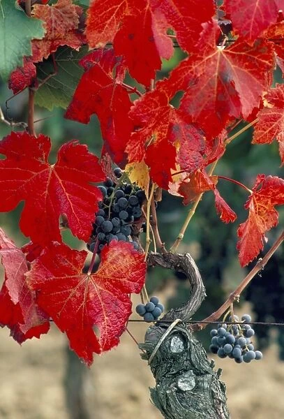 Vine in autumn, St. Emilion, Bordeaux, France, Europe
