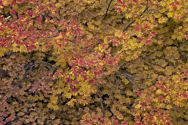 Vine maple (Acer circinatum) in the fall, Mount Hood National Forest, Oregon, United States of America, North America