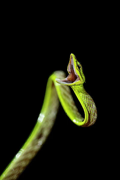 Vine Snake, Mashpi Lodge, Reserva Mashpi Amagusa, Pichincha, Ecuador, South America