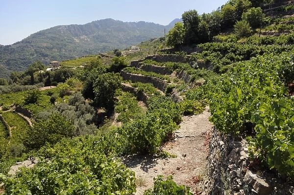 Vine (Vitis sp. ) and Olive (Olea europaea) terraces, Manolates, Isle of Samos, Greece