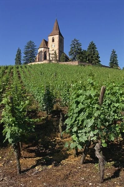 Vines lead up to church above the vineyard at Hunawihr in Alsace, France, Europe
