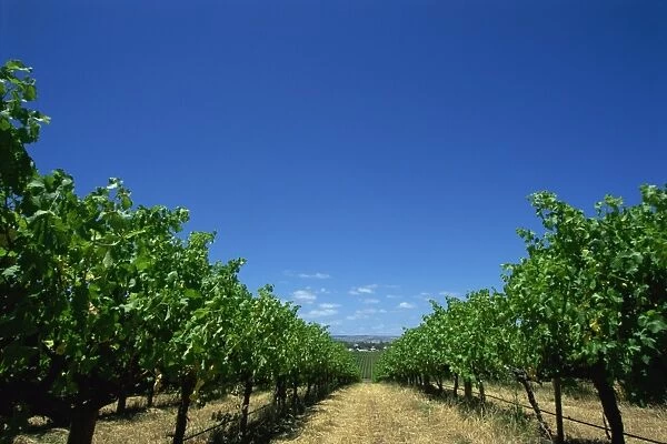 Vines, Maxwells Winery, McLaren Vale, South Australia, Australia, Pacific