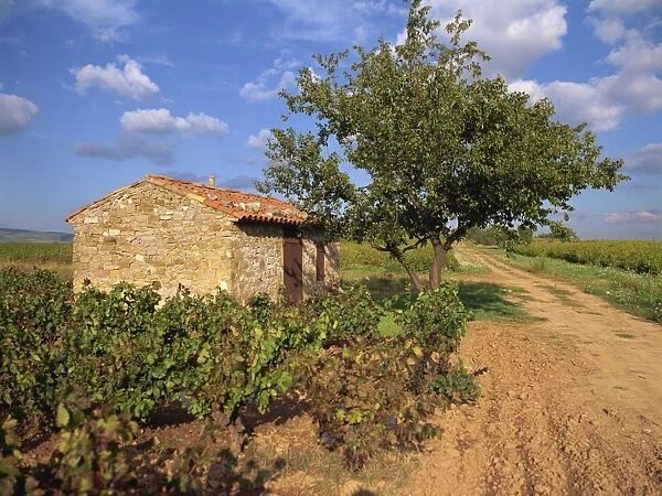Vines surround a stone building in a vineyard in Provence, France, Europe