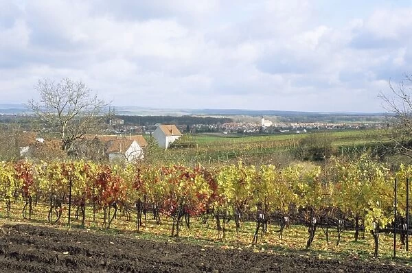 Vines at vineyard in autumn, Sidleny Wine Cellars in Milotice, Moravian Slovacko folk region