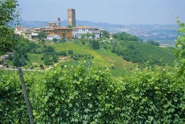 Vines in vineyards around Barbaresco