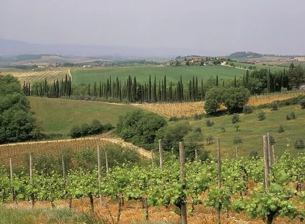 Vines and vineyards on rolling countryside in the heart