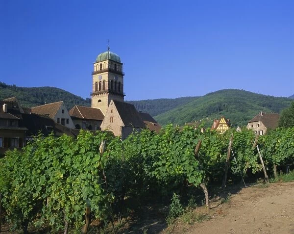 Vines in vineyards and tower of the church of Ste. Croix, Kaysersberg, Haut-Rhin