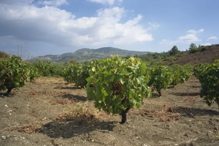 Framed Print : Vines in vineyards in the Troodos area in the centre of the island, Cyprus
