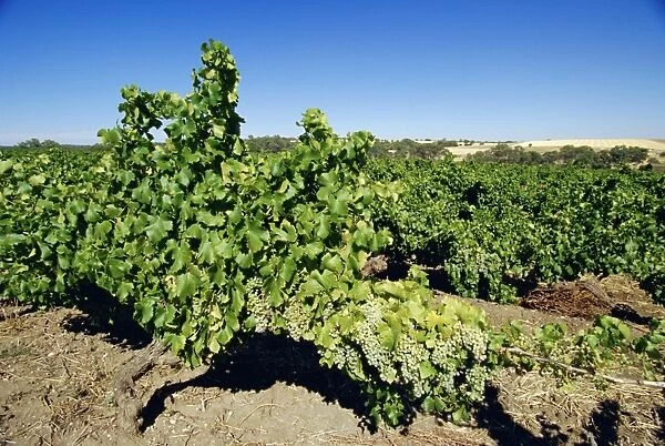 Vines at a winery vineyard, Barossa Valley, South Australia, Australia