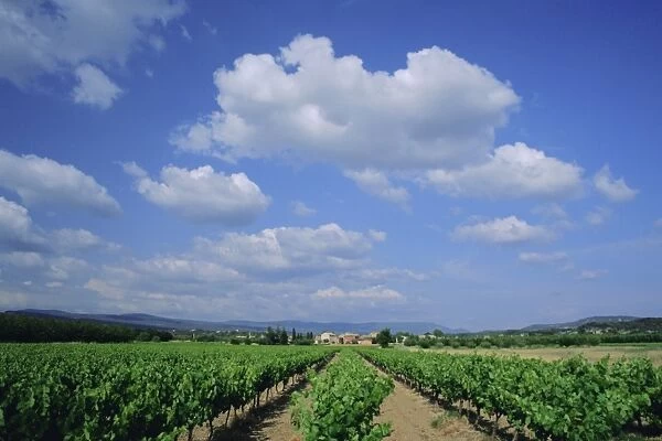 Vineyard under blue sky and white clouds, near Roussillon, Vaucluse, Provence