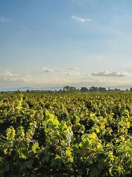 Vineyard of Bodega Viamonte, Lujan de Cuyo, Mendoza Province, Argentina, South America