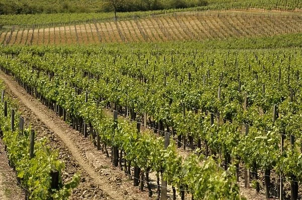 Vineyard in the Bordeaux region, Gironde, Aquitaine, France