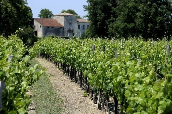 Vineyard in the Bordeaux region, Gironde, Aquitaine, France