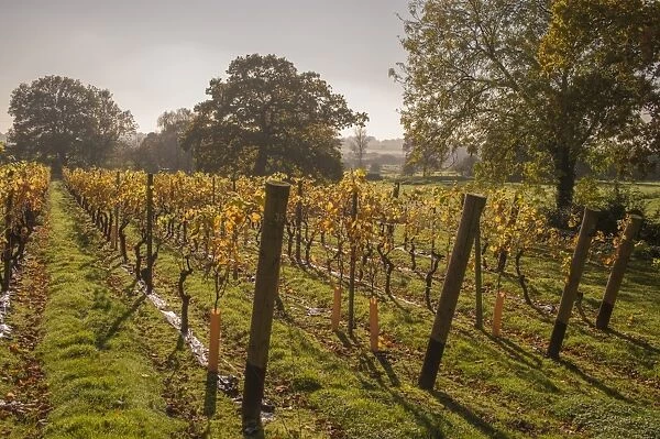 Vineyard, Chapel Down Winery, near Tenterden, Kent, England, United Kingdom, Europe