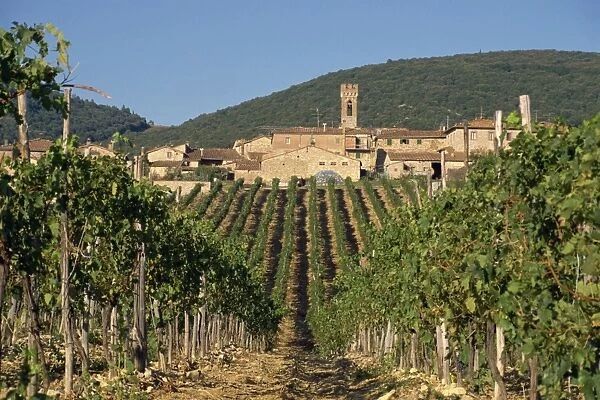 Vineyard in the Chianti Classico region north of Siena