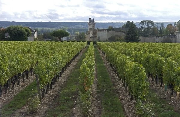 Vineyard, Chinon, Indre-et-Loire, Touraine, France, Europe